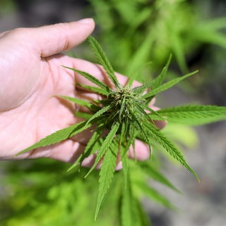 Eine Hand hält eine Cannabisblüte. 