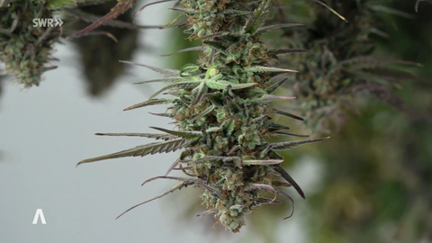 Cannabis