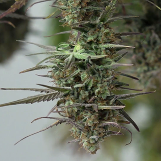 Cannabis