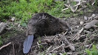 Ein Biber sammelt Zweige für einen Damm. In Rheinland-Pfalz leben inzwischen wieder rund 1.000 Exemplare der Tierart.