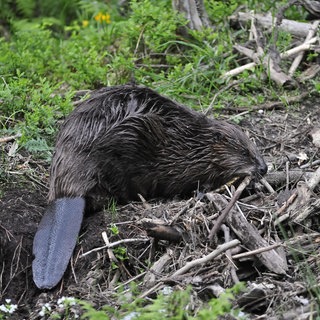 Ein Biber sammelt Zweige für einen Damm. In Rheinland-Pfalz leben inzwischen wieder rund 1.000 Exemplare der Tierart.