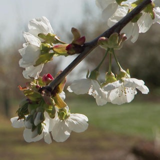 Rheinland-Pfalz Wetter vom 8.4.2025