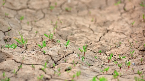 Auf einem trockenem Boden ziehen sich Risse. In Rheinland-Pfalz hat es seit Wochen nicht geregnet.