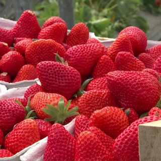 Erdbeeren vom Freilandhof