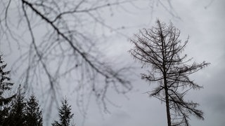 Abgestorbener Baum ohne Nadeln - der Klimawandel bedroht Baumarten wie Kiefer und Eiche in RLP.