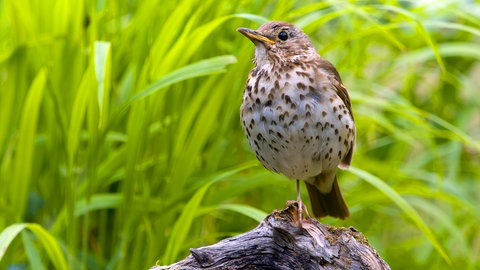 Eine Singdrossel sitzt im Gras auf einem Stück Holz. Auch diese Vögel sollen bei der "Stunde der Gartenvögel" gezählt werden.