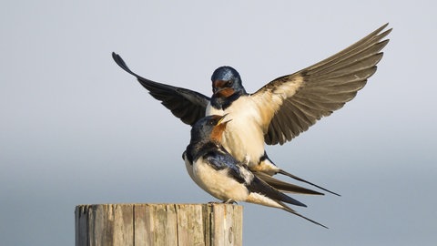 Auf Schwalben soll bei der Vogelzählung während der "Stunde der Gartenvögel" 2025 besonders geachtet werden.