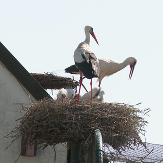 Wetter gut für Storchennachwuchs in RLP