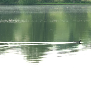 Blässhuhn auf einem Teich