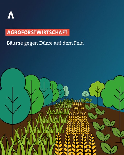 Grafik zu einem Feld, das mit Feldfrüchten bebaut und Bäumen begrenzt ist. Agroforstwirtschaft