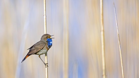 Das Blaukehlchen am Altrhein trägt auf einem Schilfhalm seinen Gesang vor.