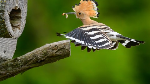 Der Wiedehopf mit einer Raupe im Schnabel im Anflug auf seine Bruthöhle.
