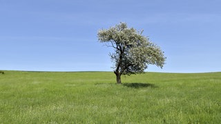 Blühender Apfelbaum auf einer Wiese bei blauem Himmel und Sonne - Auch bei Kempfeld im Hunsrück gab es in diesem Frühjahr Sonne satt.