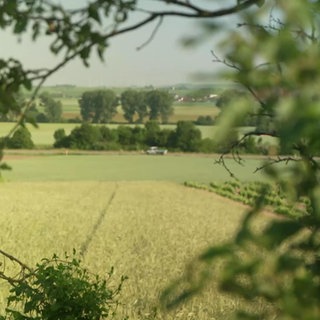 Blick auf ein Getreidefeld