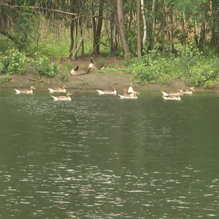 Gänse auf einem Teich