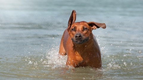 Ein Hund im Wasser.