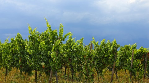 Sonne über den Pfälzer Weinbergen - aber aufkommende Bewölkung kündigt ein Gewitter an (Archivbild).  