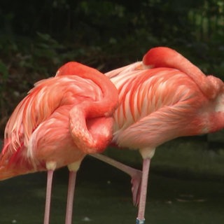 Zwei Flamingos