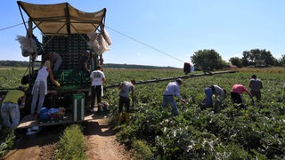 Saisonarbeiter auf dem Feld - Bauernverband kritisiert Erhöhung des Mindestlohns