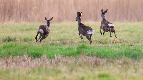 Drei Rehe im Sprung auf einer Wiese - Neues umstrittenes Jagdgesetz für RLP: Künftig kann es unter Umständen Quoten geben, wie viele Rehe Jäger abschiesen müssen.
