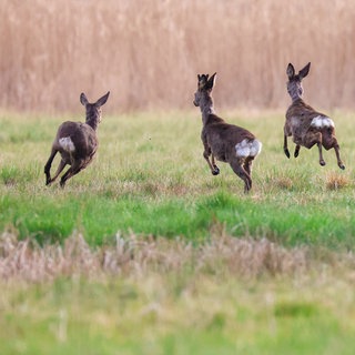 Drei Rehe im Sprung auf einer Wiese - Neues umstrittenes Jagdgesetz für RLP: Künftig kann es unter Umständen Quoten geben, wie viele Rehe Jäger abschiesen müssen.