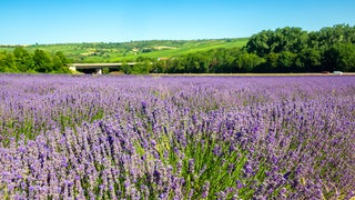 Dieses Lavendelfeld steht nicht etwa in der Provence, sondern bei Grünstadt in der Pfalz. So sieht der Sommer in Rheinland-Pfalz aus.