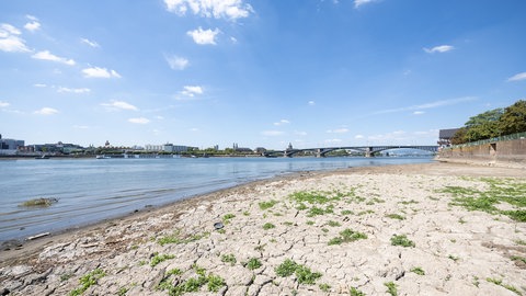 Blick vom ausgetrockneten Rheinufer auf Mainz. Der Klimawandel sorgt dafür, dass der Rhein immer wärmer wird bis zum Ende des Jahrhunderts.