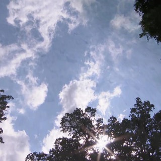 Der sonnige Himmel des Waldes