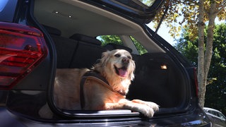 Eine Hündin liegt im geöffneten Kofferraum eines stehenden Autos. 