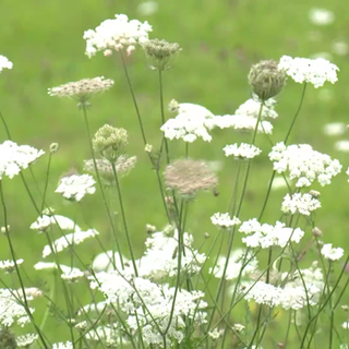 Blumen auf einer Wiese