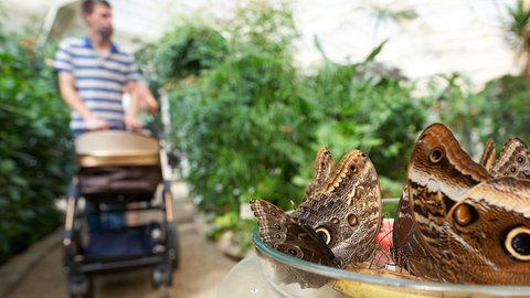 Die Sommerferien sind verregnet. Macht nichts. Ein Ausflug in einen Schmetterlingsgarten, wie hier im Bild, macht auch bei Regen Spaß.