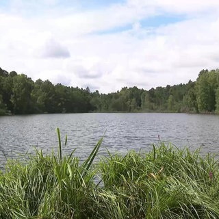Natur an einem See in Kaiserslatern