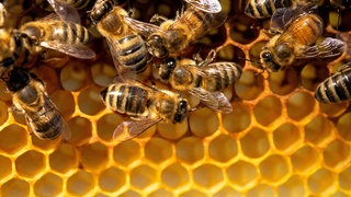 Bienen in einer Honigwabe - die Imker sind mit der Ernte 2025 zufrieden