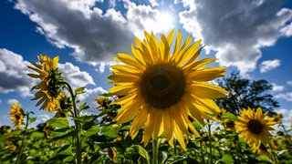 Eine Sonnenblume steht im Feld, dahinter bewölkter Himmel mit Sonnenschein. Pünktlich zur Sonnenblumenzeit kehrt auch das sommerliche Wetter noch einmal zurück nach Rheinland-Pfalz.