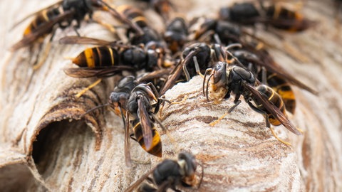 Asiatische Hornissen sitzen auf ihrem Nest. 