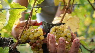 Ein Erntehelfer ist an der Untermosel bei Winningen bei der Weinlese (Archivbild). Der Weinbau ist in einer Krise. 
