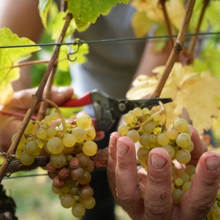 Ein Erntehelfer ist an der Untermosel bei Winningen bei der Weinlese (Archivbild). Der Weinbau ist in einer Krise. 