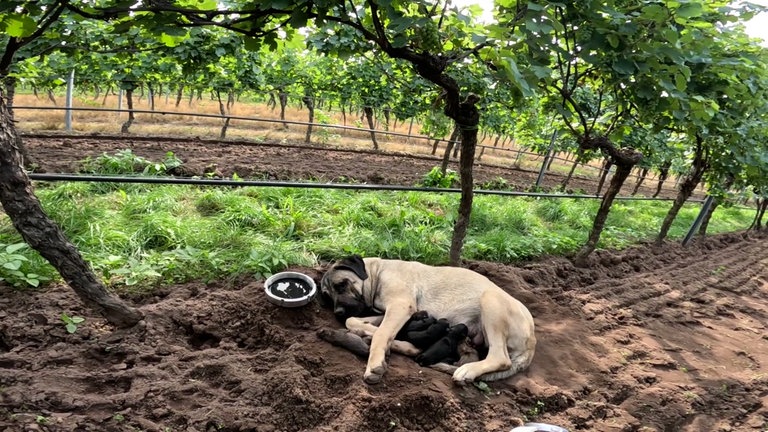 Vor genau einem Jahr, am 8. August 2023, hatte ein Winzer die ausgesetzte Mira und ihre Welpen in einem Weinberg in der Vorderpfalz gefunden.