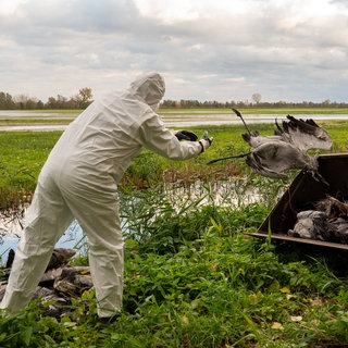 Ein Helfer in Brandenburg sammelt einen toten Kranich auf und wirft ihn in eine Traktorschaufel. Die Vogelgrippe hat sich inzwischen auch in Rheinland-Pfalz ausgebreitet.