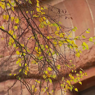 Ast eines Baumes im Herbst