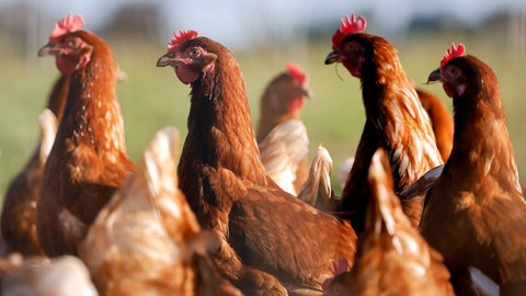 In fast allen Kreisen in RLP gilt wegen der Vogelgrippe Stallpflicht für Geflügel (Symbolbild: Freilaufende Hühner in einem Gehege).