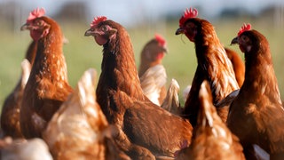 In fast allen Kreisen in RLP gilt wegen der Vogelgrippe Stallpflicht für Geflügel (Symbolbild: Freilaufende Hühner in einem Gehege).