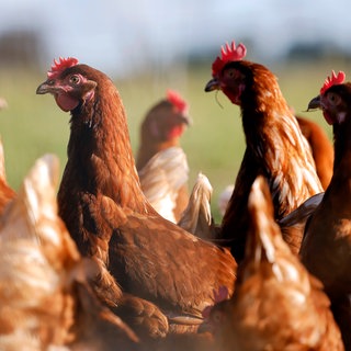 In fast allen Kreisen in RLP gilt wegen der Vogelgrippe Stallpflicht für Geflügel (Symbolbild: Freilaufende Hühner in einem Gehege).
