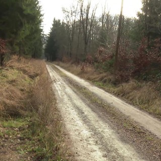 Der Soonwald