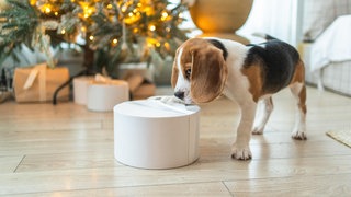 Ein junger Beagle spielt unter dem Weihnachtsbaum mit einem Geschenk. Ein Haustier zu schenken finden nicht alle Tierheime gut.