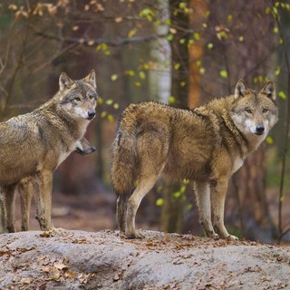 Wolfsangriff im Westerwald 