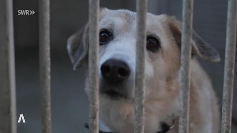 Ein Hund im Tierheim