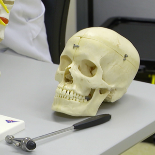 Modell eines Schädels
