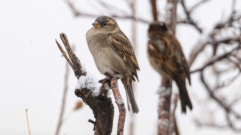 Bei Zählaktion "Stunde der Wintervögel" wurden in diesem Jahr so wenig Vögel wie noch nie gesichtet. Vor allem beim Spatz gingen die Zahlen nach unten.