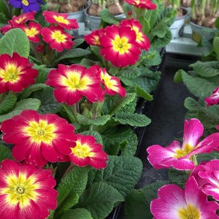Bunte Blumen stehen in Reihen auf einem Markt